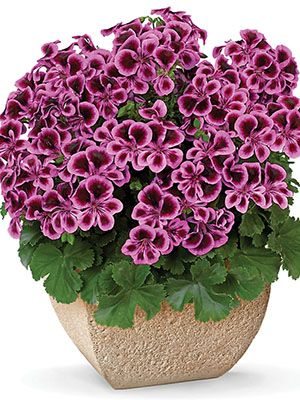 Пеларгония виолоцветная Angeleyes Blueberry (1 шт)