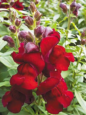 Львиный зев большой Kimosy Crimson, низкорослый алый (100 шт)