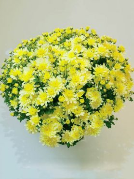 Хризантема дрібноквіткова низькоросла Bransound Lemon (3 шт)
