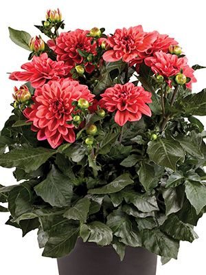 Георгина гибридная Maxi Acapulco (1 шт)