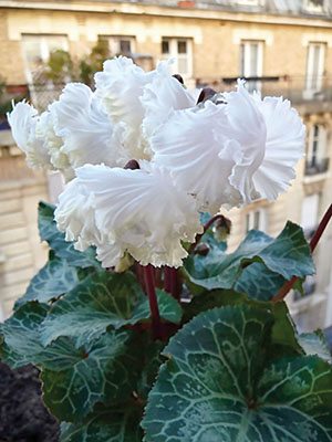 Цикламен миниатюрный Bellissima White F1 (1 шт)