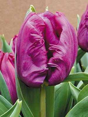 Тюльпани Папугові Parrot Prince 10/11 (20 шт) - 1