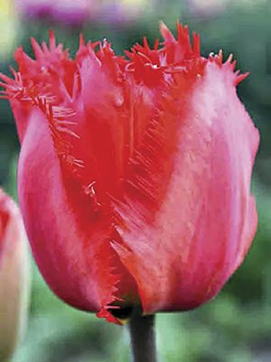 Тюльпаны Бахромчатые Crystal Beauty 12/+ (500 шт) - 1