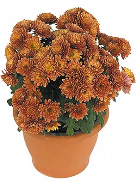 Хризантема мелкоцветковая низкорослая Paradiso Orange (9 шт)