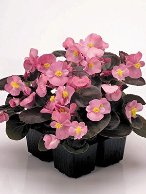 Бегония вечноцветущая  Nightlife Rose (10 шт)