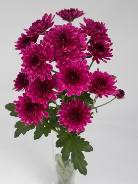 Хризантема срезочная Adana Purple (3 шт) - 1