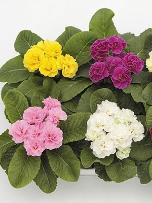 Первоцвіт звичайний Petticoat F1, суміш