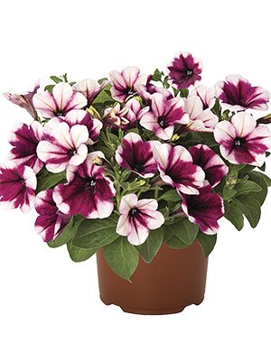 Петуния полуампельная Sweetunia Purple Touch (3 шт) - 1