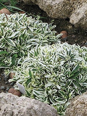 Арабис Фердинанда Кобургского Variegata (1 шт) - 1