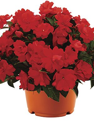 Бальзамин новогвинейский Wild Romance Double Red (3 шт) - 1
