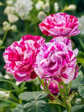 Троянда шраб Ferdinand Pichard (1 шт)