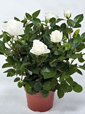 Роза горшечная White Star (1 шт)