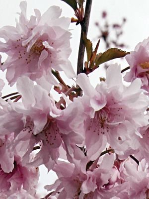 Вишня надрезолистная Oshidori (1 шт)
