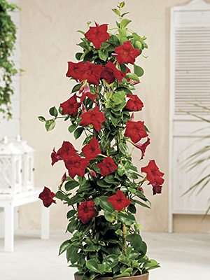 Дипладения Bloom Bells Red  (1 шт) осень