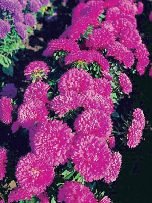 Астра китайская Карликовая Classic Crimson, алая (0,5 г)