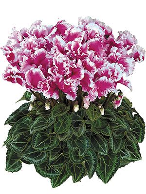 Цикламен Halios Friola Violet F1 (1 шт)