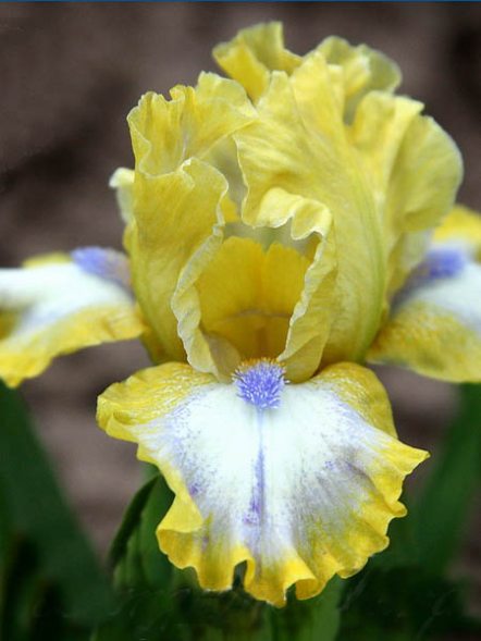 Півники борідкові стандартні карликові Easter (1 шт) - 1