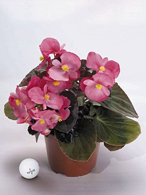 Бегония гибридная Big Rose Bronze (3 шт)