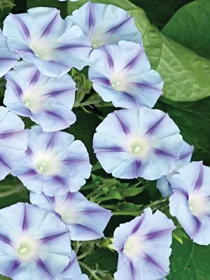 Ипомея пурпурная Dacapo Light Blue, голубая с фиолетовым (0,5 г)