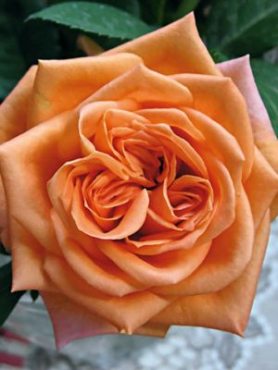 Троянди чайно-гібридна Eldorado (1 шт)