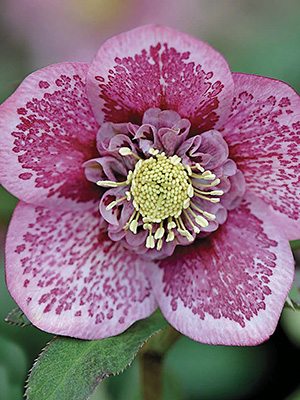 Чемерник східний Pink Blotched (1 шт) - 1