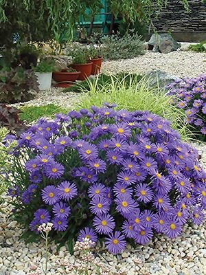 Айстра альпійська Violet (1 шт) - 1