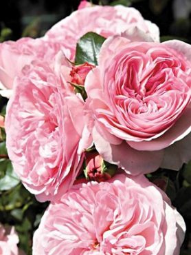 Троянда флорибунда Maria Theresa
