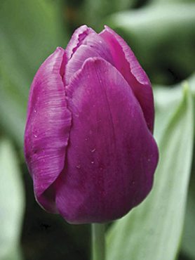 Тюльпаны Простые ранние Purple Prince 12/+ (500 шт)