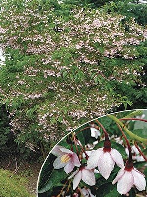 Стиракс японский Pink Chimes (1 шт) - 1