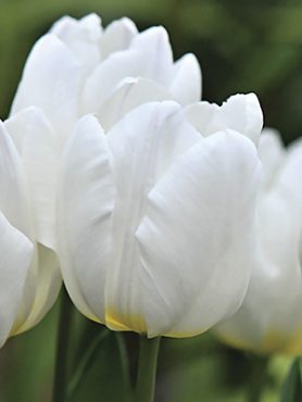Тюльпани Прості ранні White Prince 12/+ (500 шт)