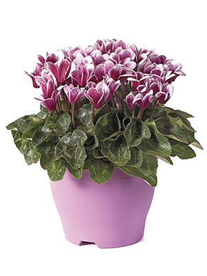 Цикламен Goblet Shine Wine Red F1 (1 шт)