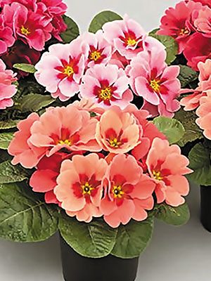 Примула Elba Rasberry Shades F1 (3 шт)