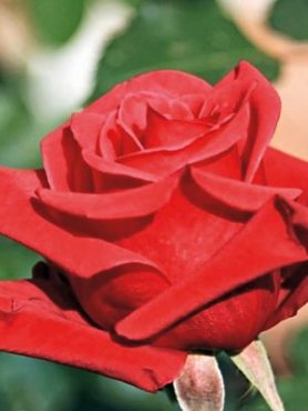 Роза чайно-гибридная Red Berlin (1 шт)