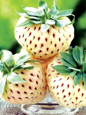 Ананасна ягода Pineberry (у горщиках) (3 шт) - 1