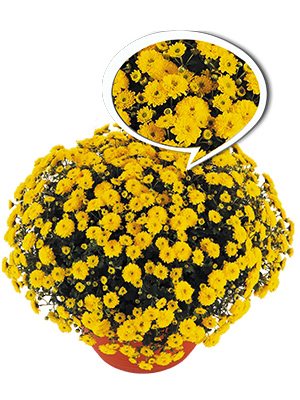 Хризантема дрібноквіткова ампельна Skyfall Yellow (9 шт) - 1