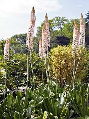 Eremurus Эчисона, світло-рожевий (5 шт) - 1