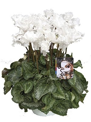 Цикламен Rocolina White F1 (1 шт) - 1