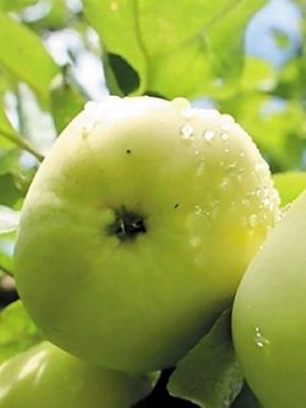 Яблуня Оливка жовта (1 шт)