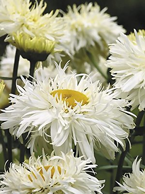 Нивяник наибольший Crazy Daisy (осень) (3 шт) - 1