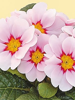 Примула обыкновенная Fruelo Appleblossom F1 (3 шт)