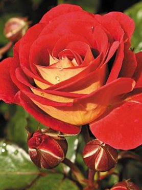 Троянда флорибунда Die Sehenswerte (1 шт)
