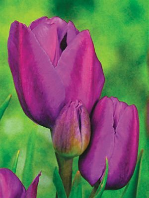 Тюльпани Багатоквіткові Purple Bouquet 1112 (3 шт) - 1