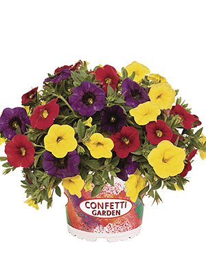 Набір рослин Confetti Garden Hawaiian Hilo 2020
