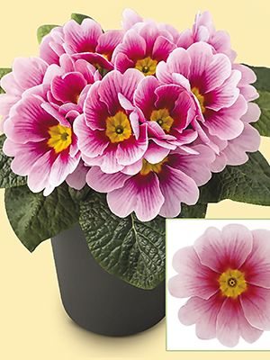 Примула  EI Unistar Appleblossom F1 (3 шт)