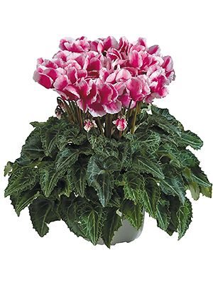 Цикламен среднецветковый Premium Abanico Magenta F1 (1 шт)