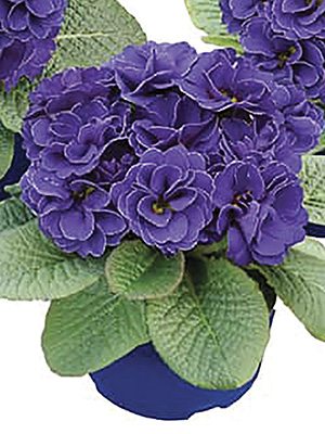 Первоцвіт звичайний (акауліс) Rubens Blue Shades F1