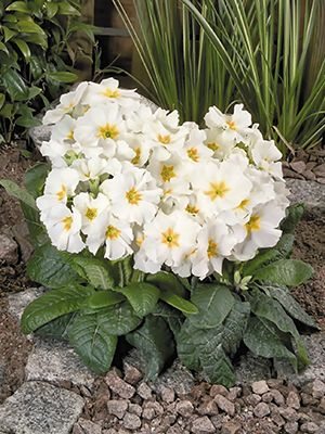 Первоцвіт високий Crescendo White F1