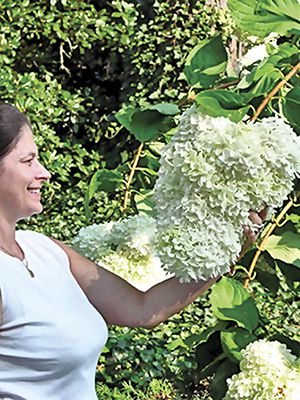 Гортензия метельчатая Grandiflora(1 шт)