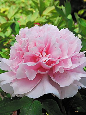 Пион древовидный Zhao's Pink (1 шт) - 1