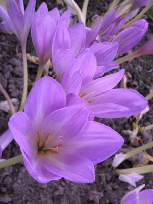 Безвременник великолепный Lilac Bedder 18/+ (1 шт) - 1